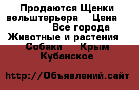 Продаются Щенки вельштерьера  › Цена ­ 27 000 - Все города Животные и растения » Собаки   . Крым,Кубанское